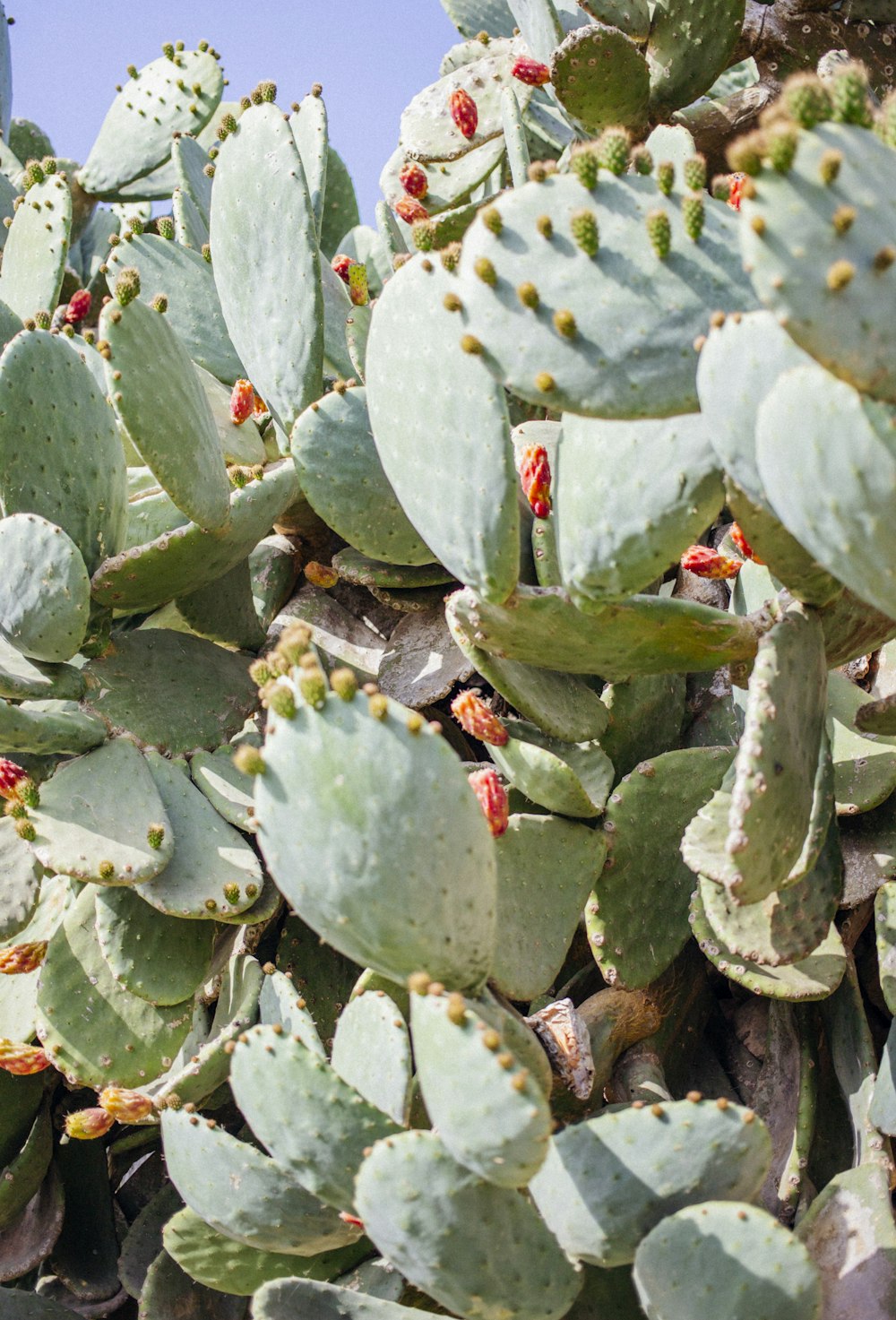 Fotografía de primer plano de la planta de cactus verde