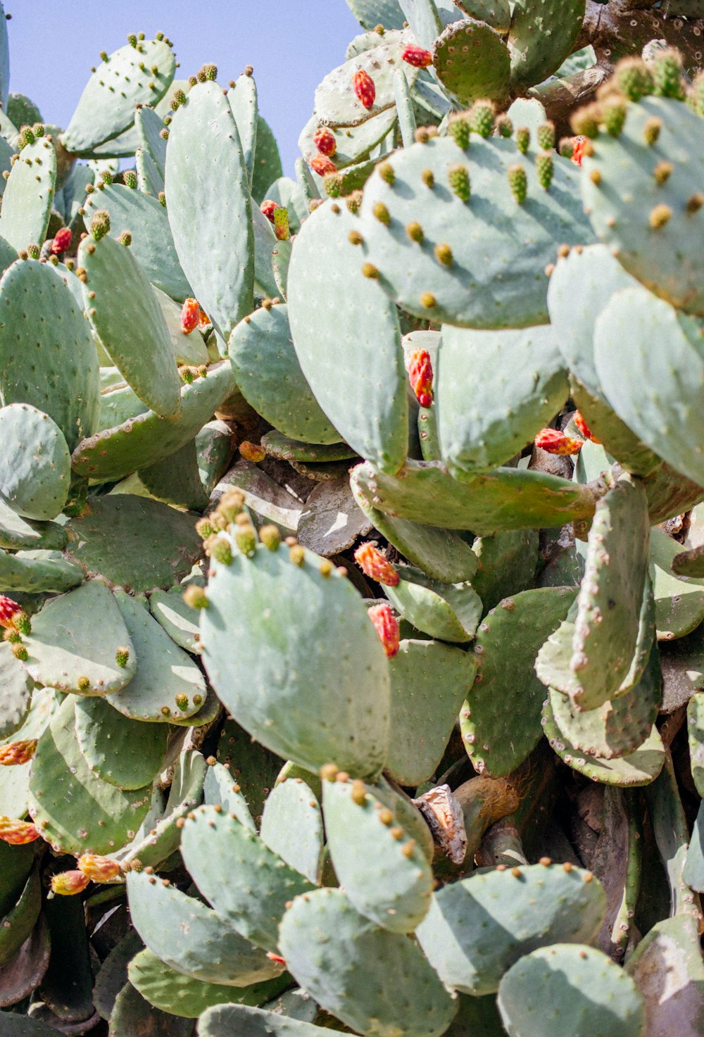 closeup photography of green cactus plant