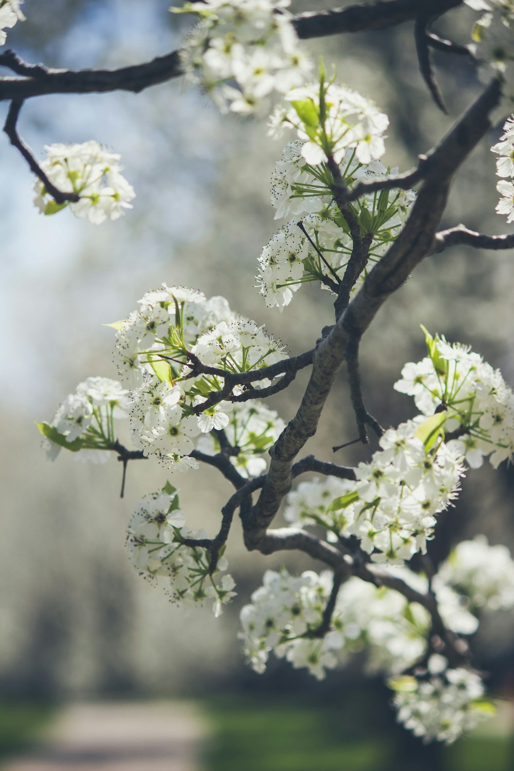 photo de mise au point sélective de fleurs à pétales blancs