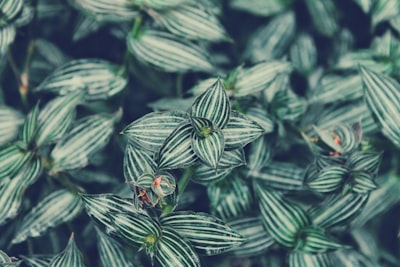 shallow depth of field of striped leafed plant tactile teams background