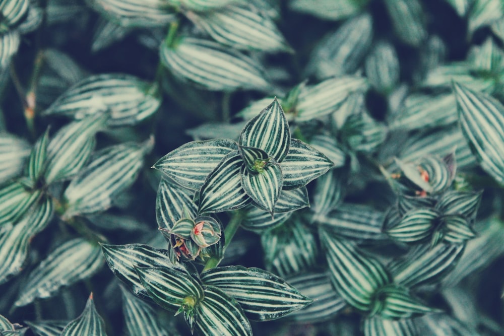 shallow depth of field of striped leafed plant