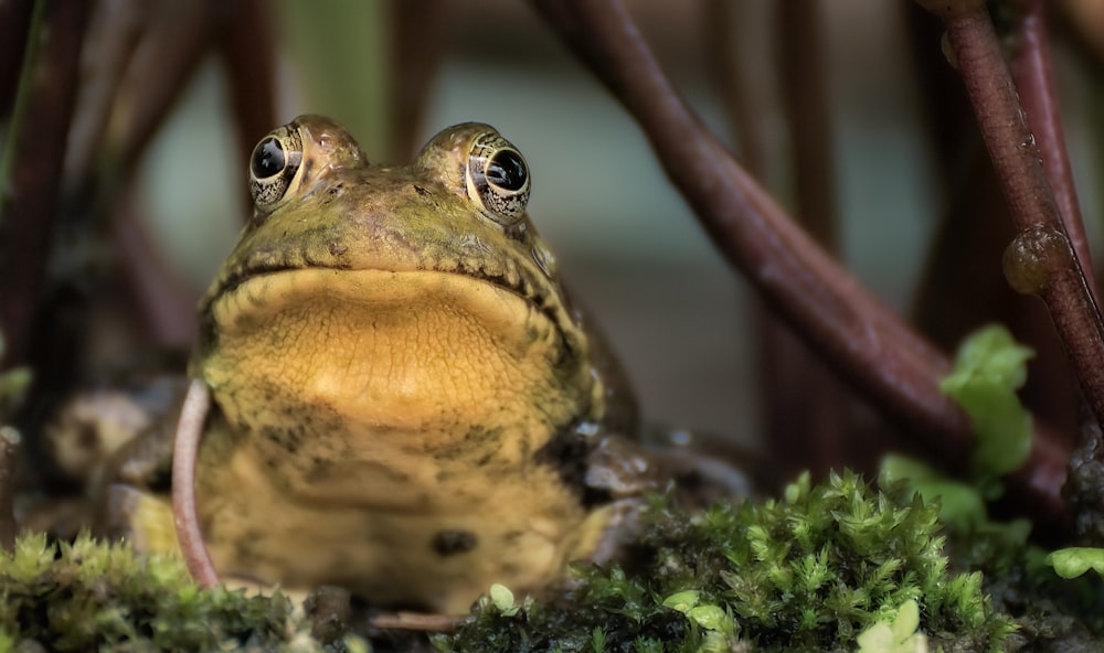 brown and green frog on grass