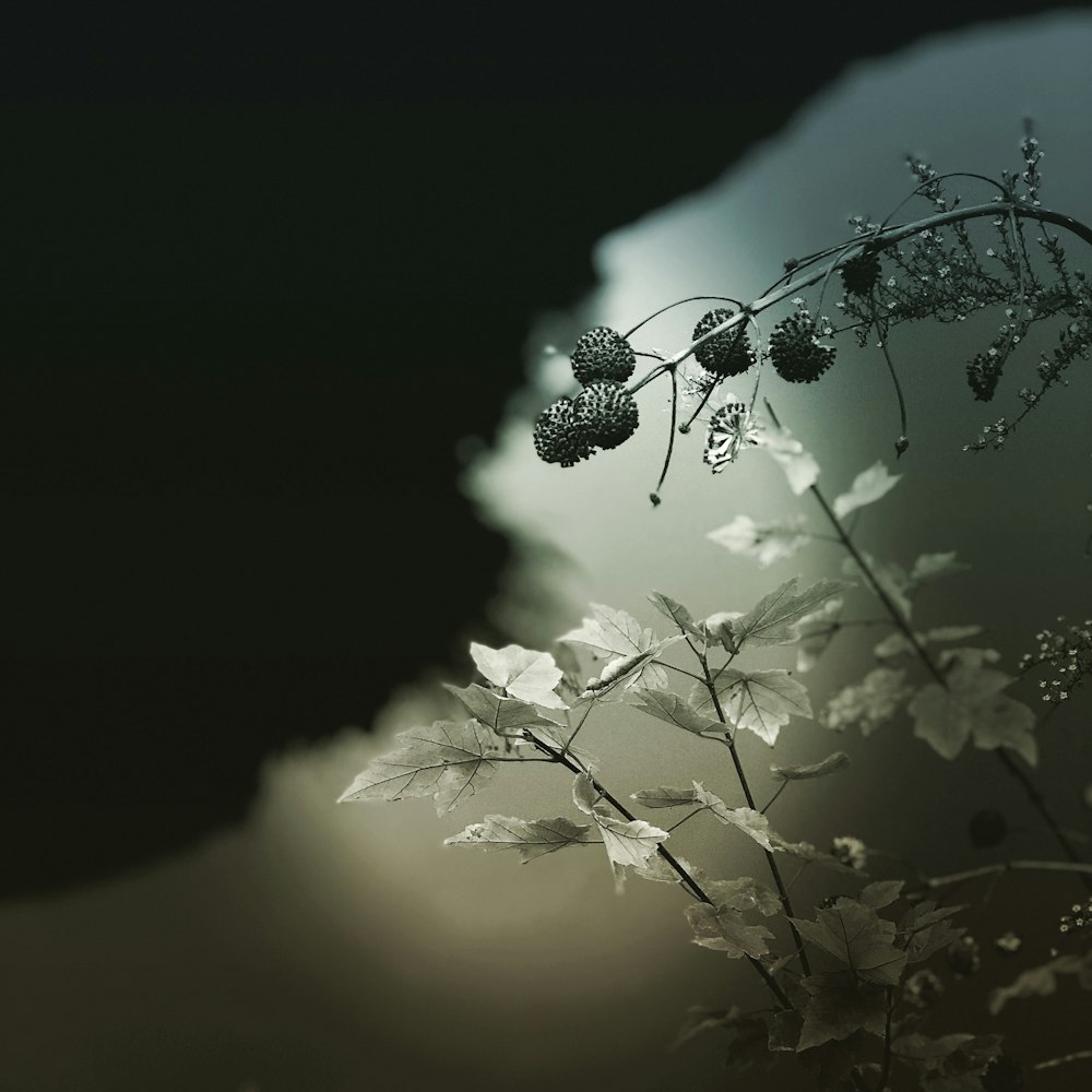 Photographie de mise au point de la plante à feuilles grises