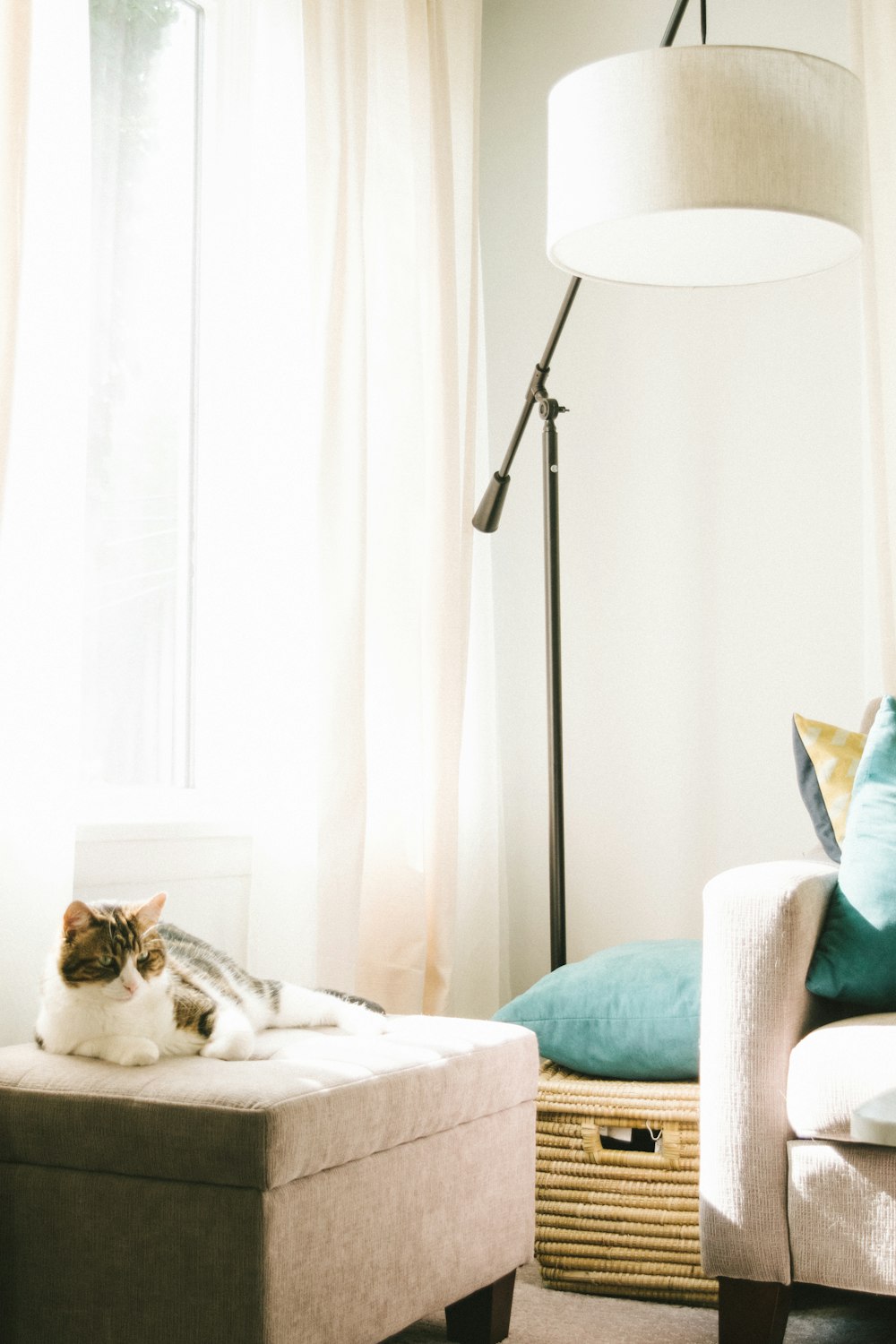 회색과 흰색 고양이가 갈색 오토만에 누워 소파, 옷 바구니 및 조명이 밝은 방 안의 플로어 램프