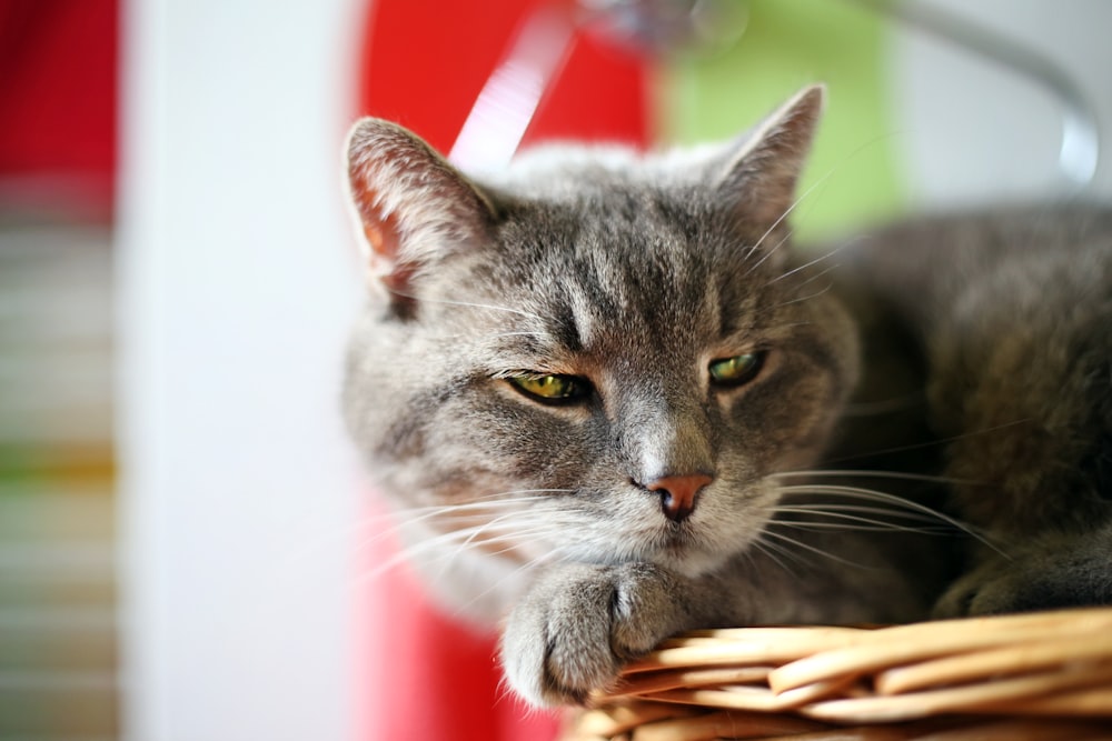 selective focus photography of gray cat