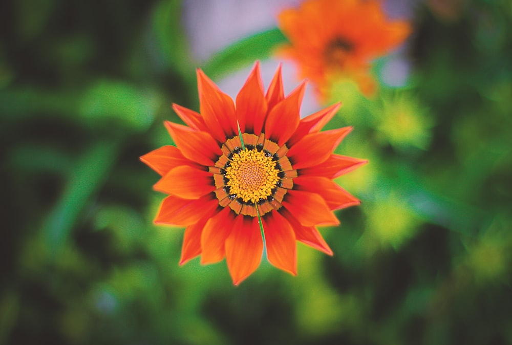 shallow focus photo of orange flower