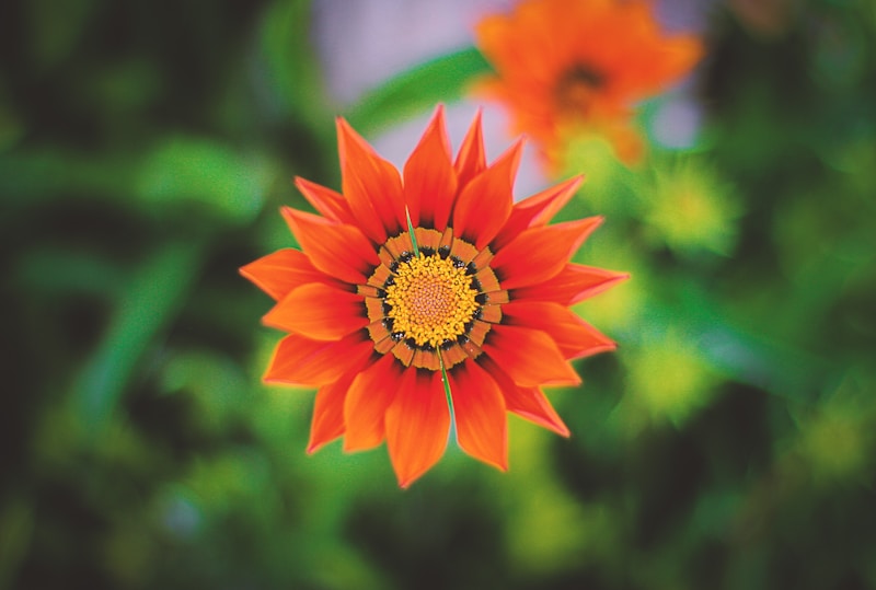 Blooms