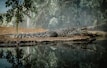 A majestic crocodile resting on the riverbank.