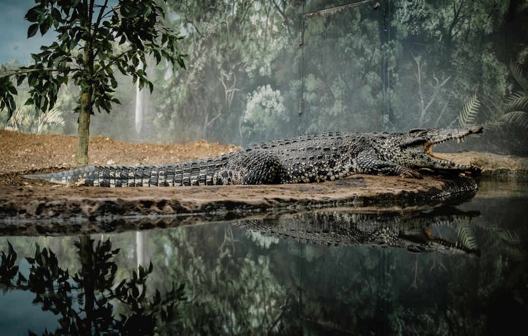  landscape photography of lake surrounded by green leafed trees crocodile