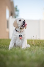 dogAdvisor | dogadvisor | dog advisor |dogAdvisor.dog