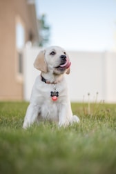 dogAdvisor | dogadvisor | dog advisor |dogAdvisor.dog
