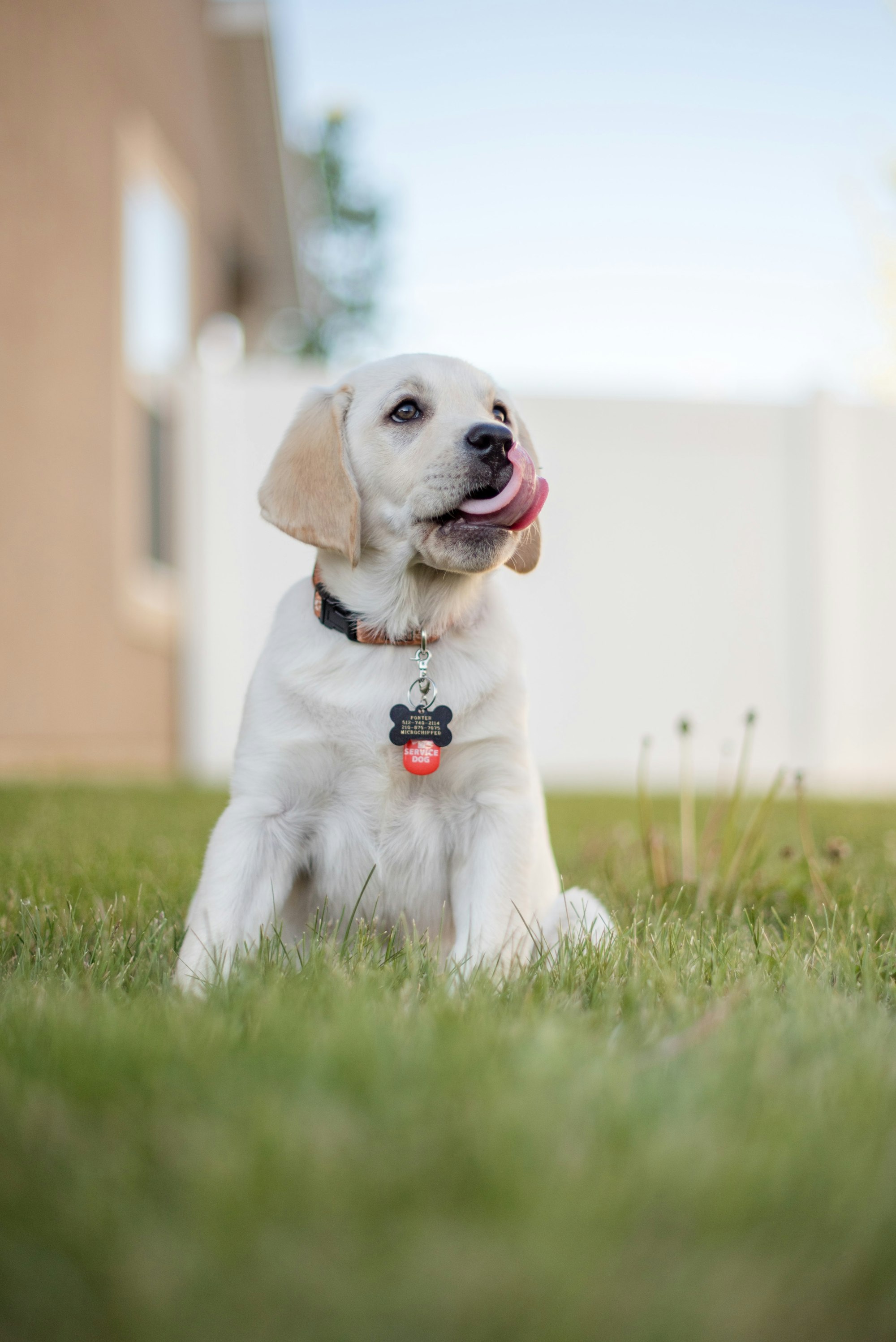 MICROCHIP or GPS COLLAR FOR DOGS: WHAT ARE THEY?, ADVANTAGES AND  DISADVANTAGES 
