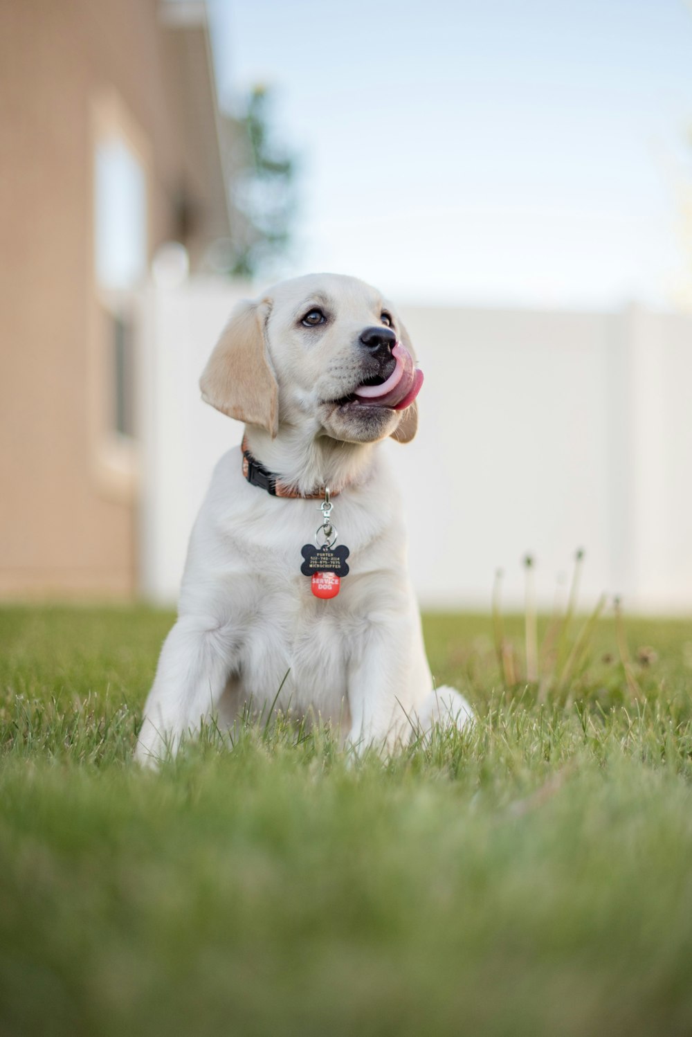 dog playing on lawn