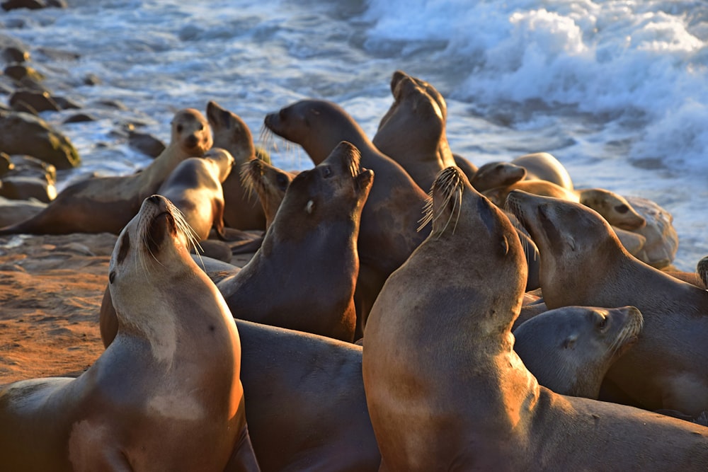 phoque sur le bord de la mer