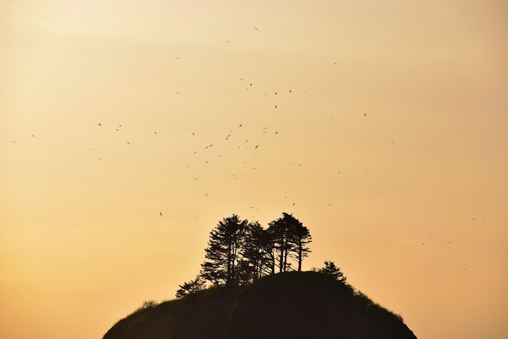 silhouette of trees on hill