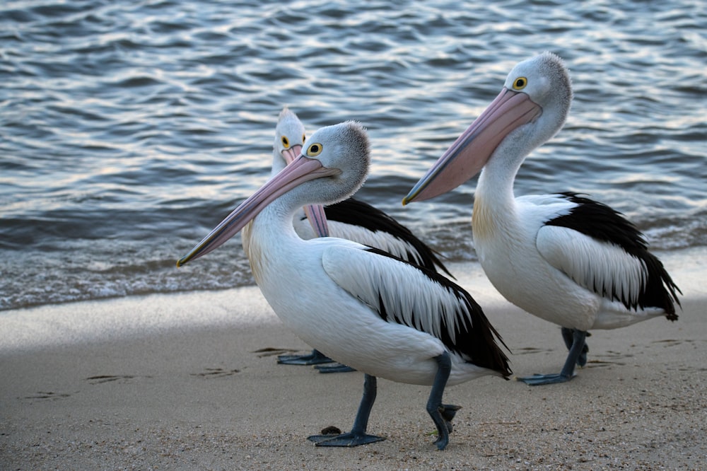 three white pelicans on shore