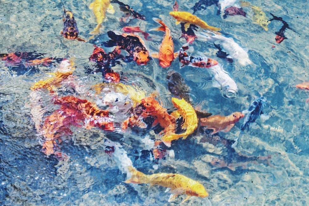 banco surtido de peces en el cuerpo de agua