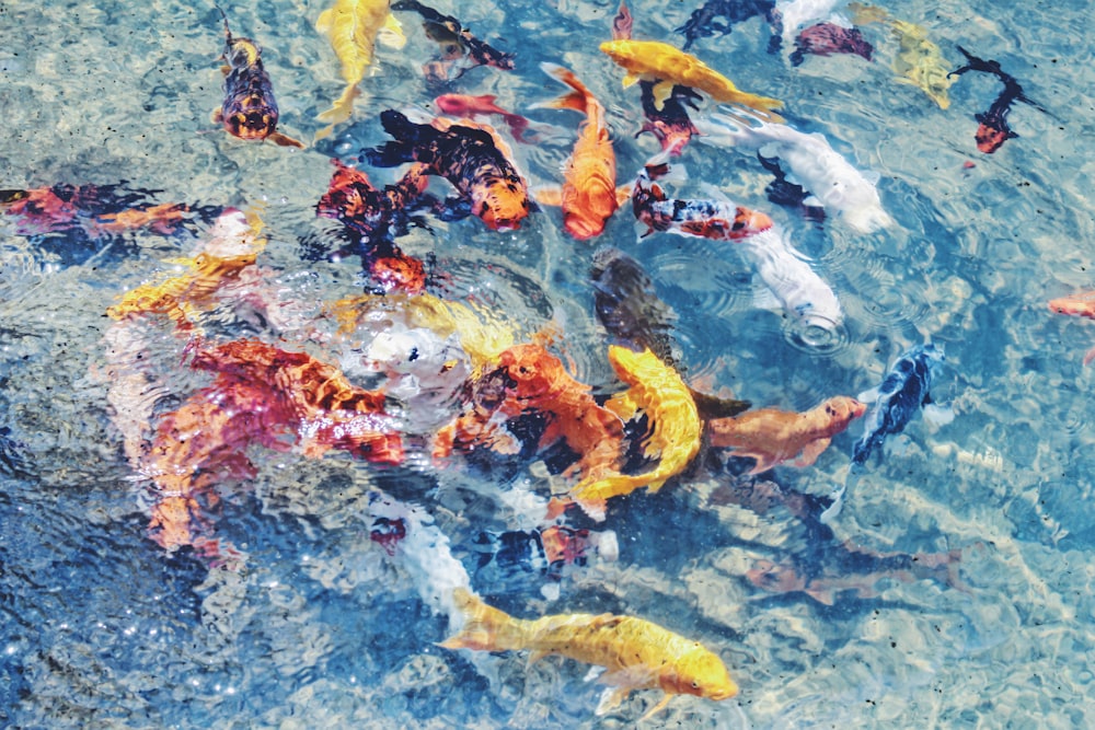 assorted school of fish on body of water