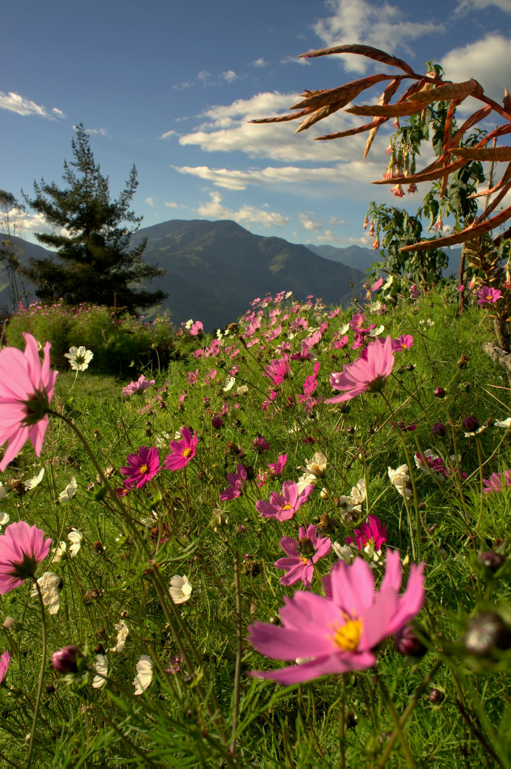 pink flower