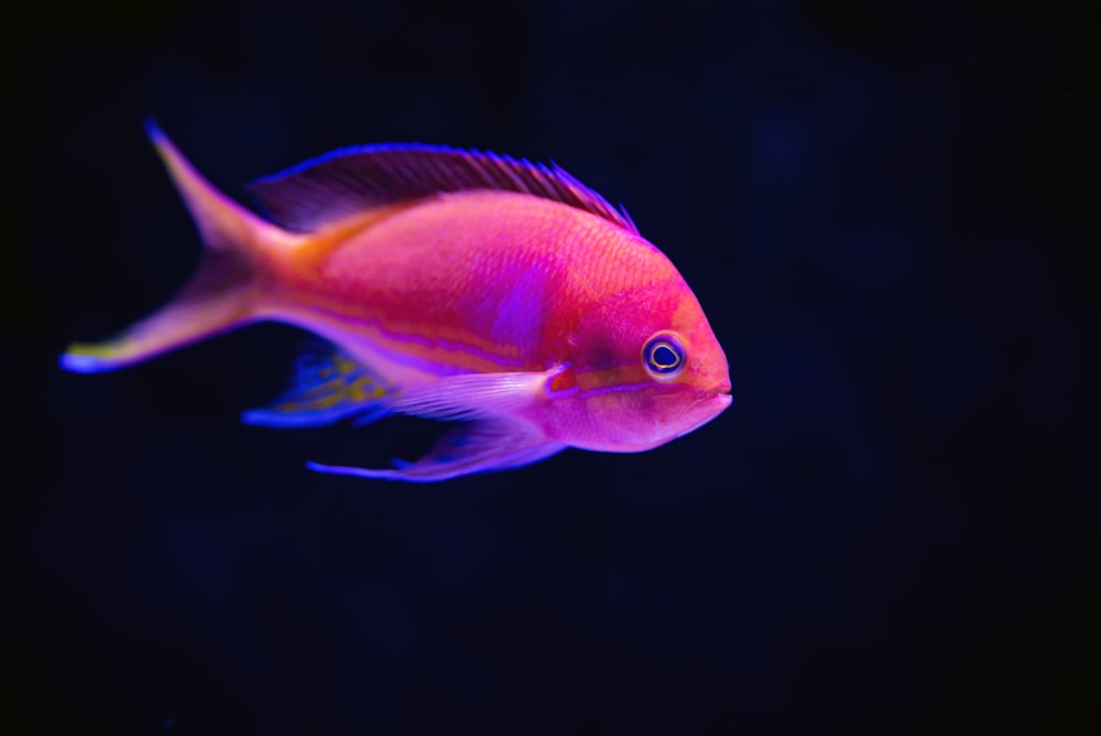 Fotografía de primer plano de peces rojos