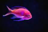Fisch