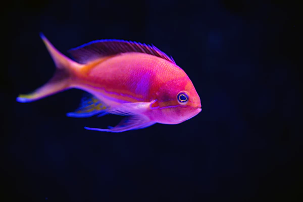 Peixe ornamental