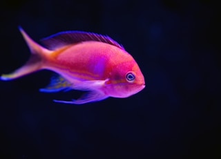 close up photography of red fish