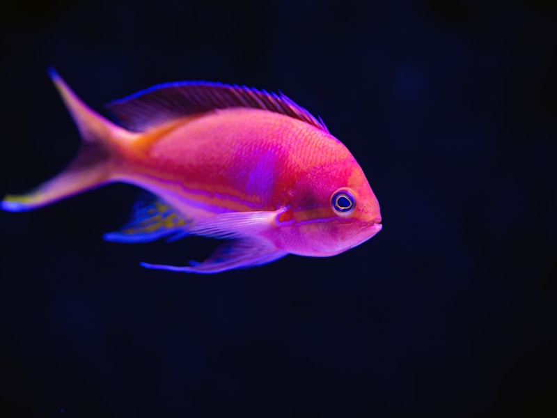 Goldfish