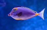 blue and orange tang fish