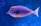 blue and orange tang fish