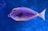 blue and orange tang fish