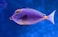blue and orange tang fish