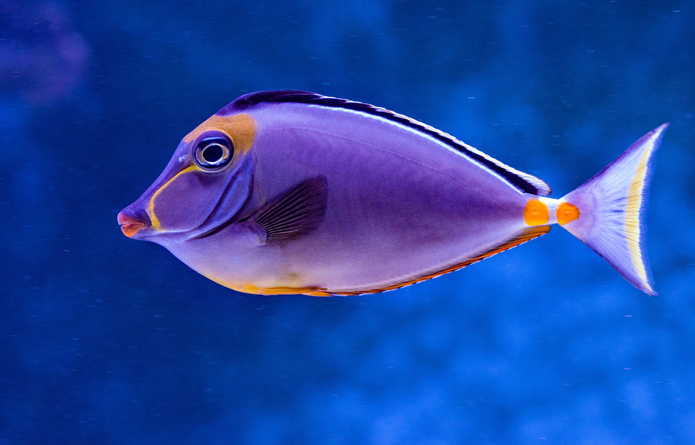 East London Aquarium