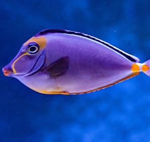 blue and orange tang fish