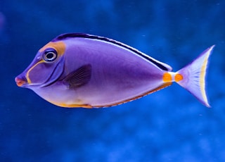 blue and orange tang fish
