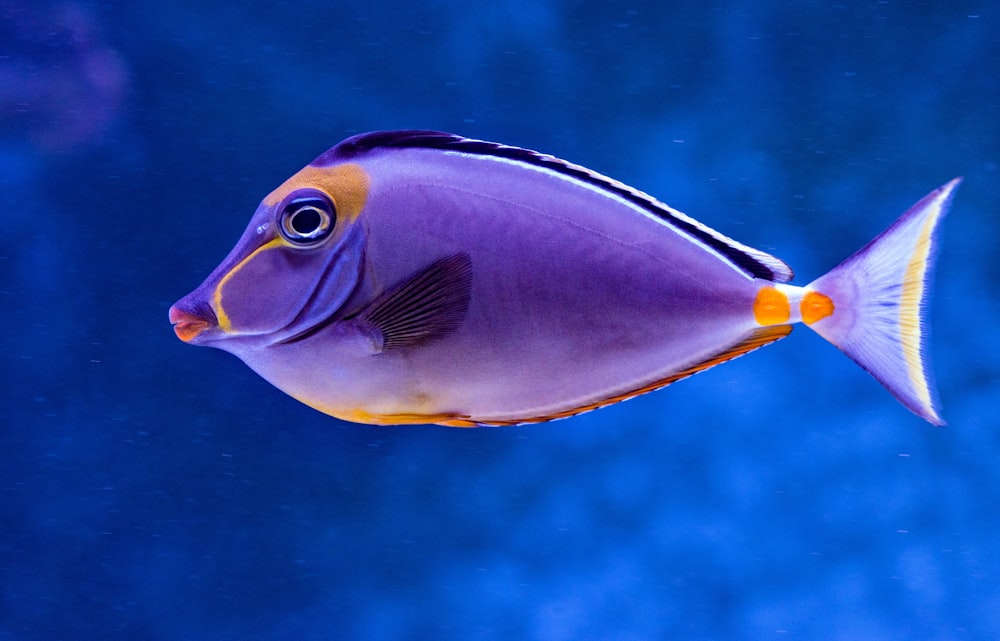 파란색과 주황색 탕 물고기
