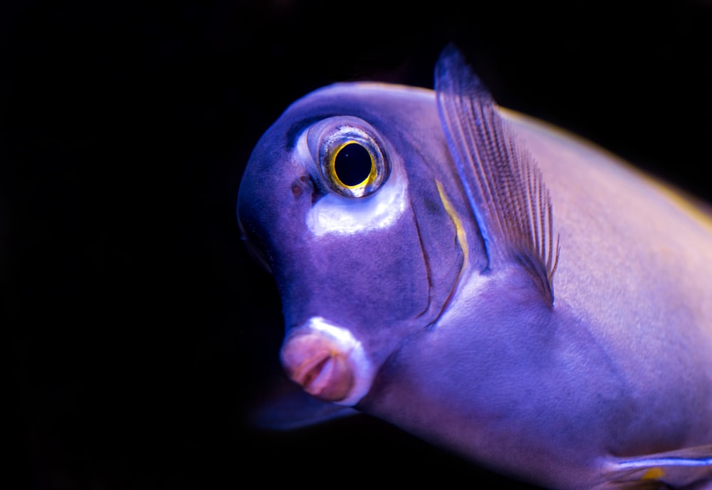 purple fish