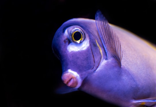 purple fish in Cairns Aquarium Australia