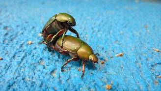 scarab beetle mating