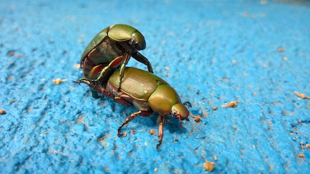 Skarabäus-Käfer paart sich