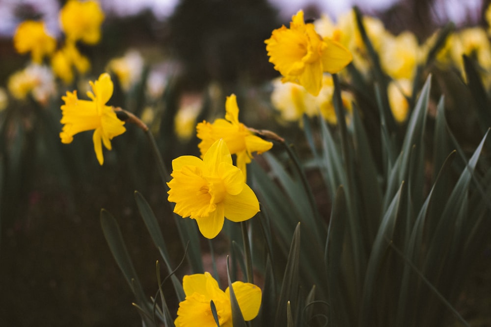 focus photo of yellow petaled flower