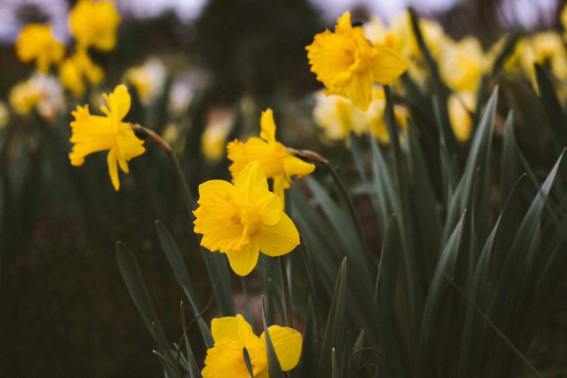 focus photo of yellow petaled flower