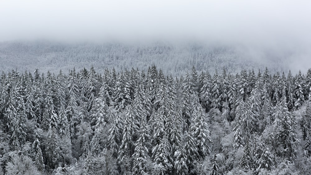 snow covered trees during winter