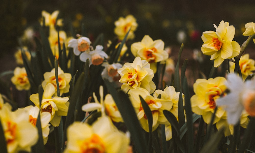 shallow focus photo of yellow flower