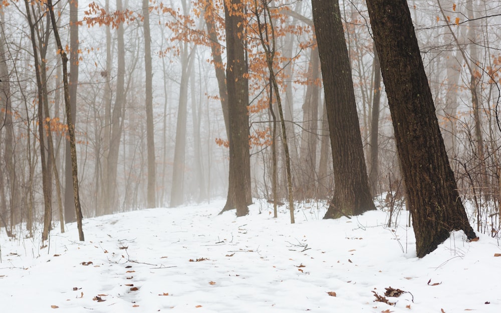 photography of forest trees