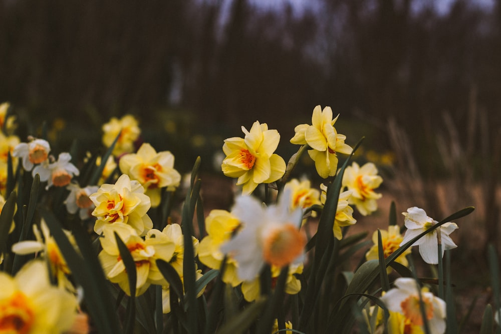 yellow and white flowers