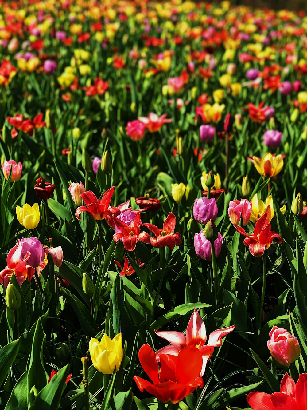 빨강, 분홍색, 노랑 꽃잎이 달린 꽃밭