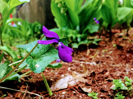 A vibrant purple flower with delicate petals leaning over green leaves against a textured, earthy background. The surrounding foliage is lush and predominantly green, hinting at a well-nurtured garden setting.