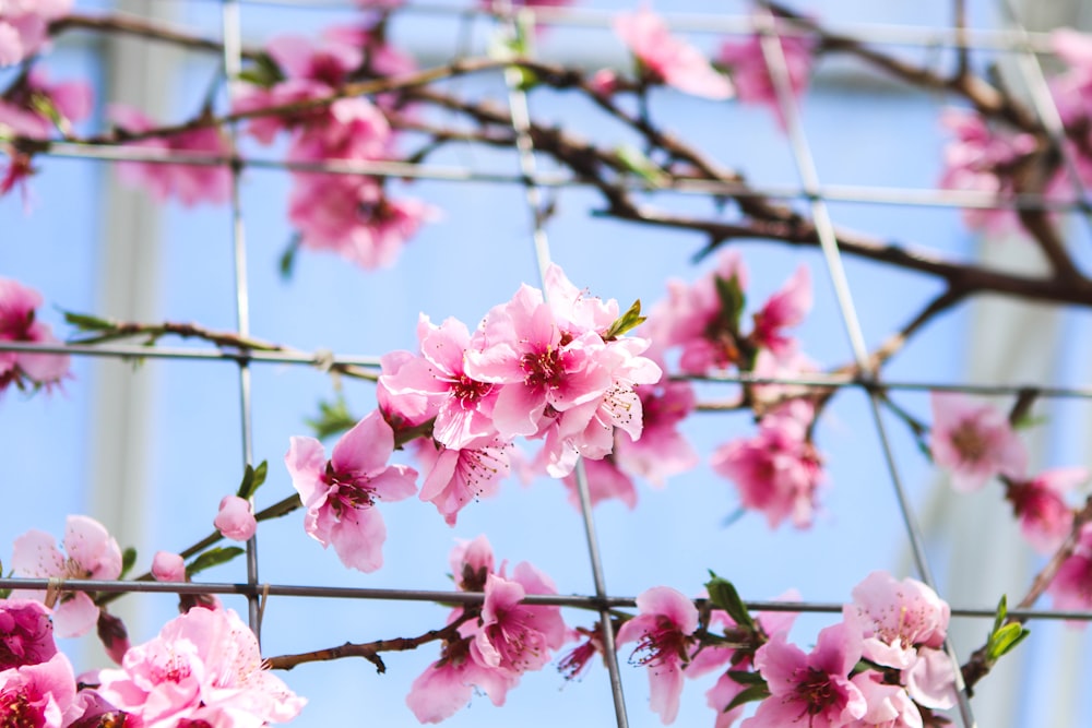 shallow focus photography of pink flowers during daytime