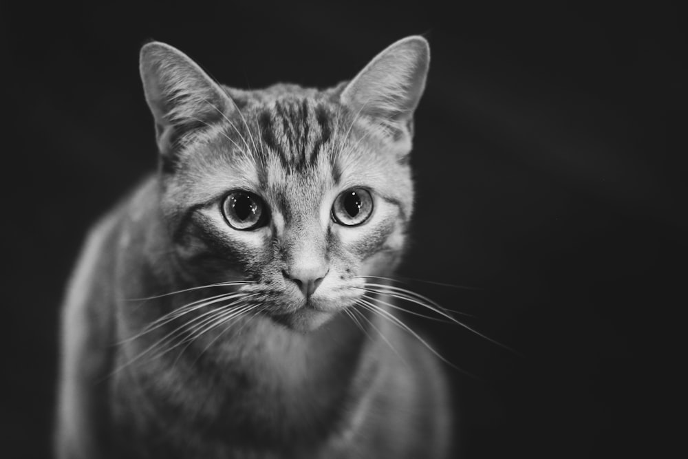 focus photo of gray cat
